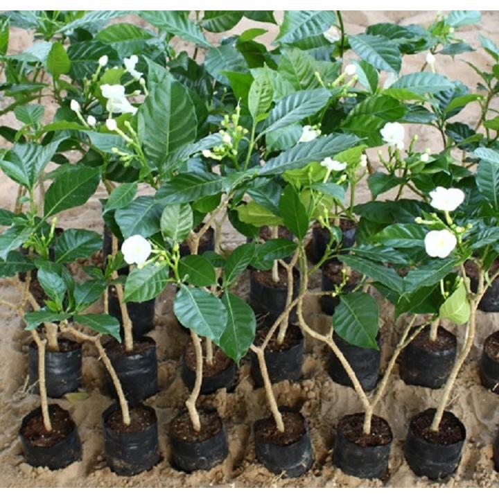 Cây Hoa Ngọc Bút