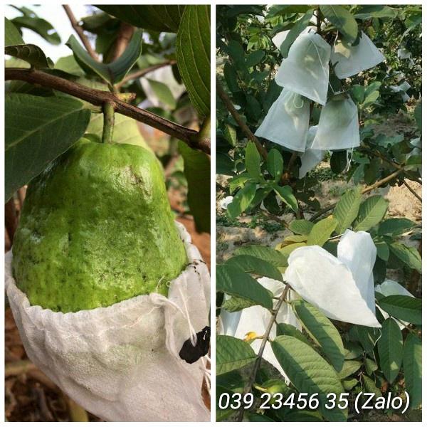 100 CÁI TÚI BAO BỌC ỔI, VÚ SỮA, HỒNG XIÊM, MẬN CHẤT LIỆU VẢI TỐT KÍCH THƯỚC 18*20
