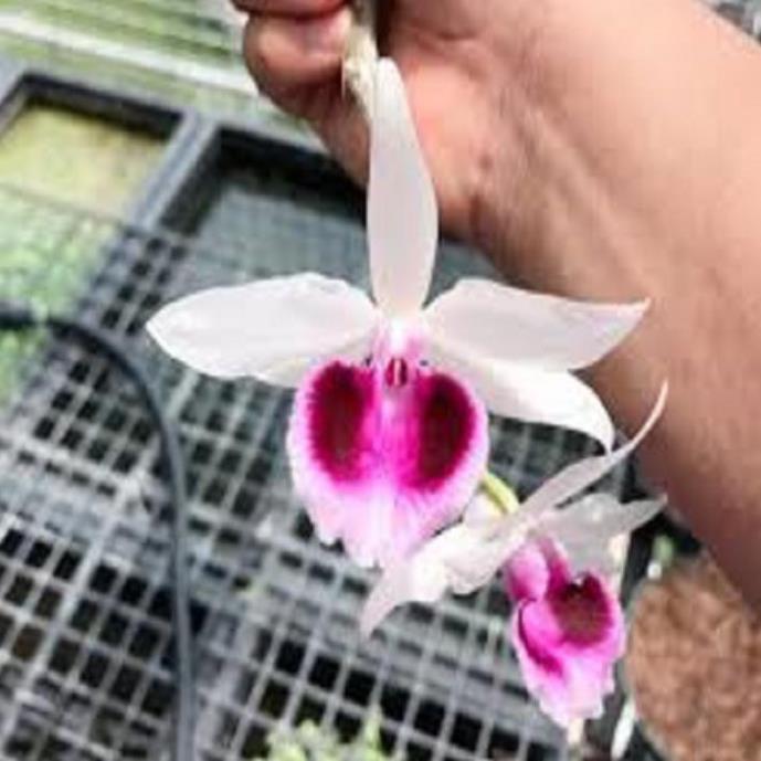 Hoa lan phi điệp- mít xuân sơn