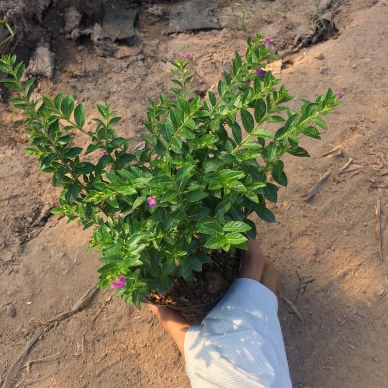 Cây hoa cẩm tú mai trồng bịch đen cao 10cm ,cây phát triển và ra hoa quanh năm ,trồng một lần dùng mãi mãi