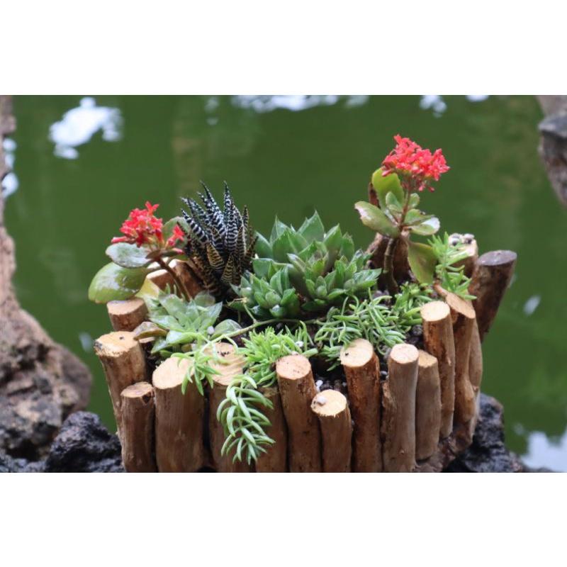 Chậu miệng bằng ghép rễ cây cắm hoa,trồng sen đá,hoa cảnh