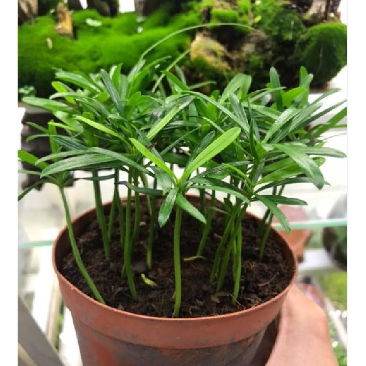 Hat giống cây tùng la hán