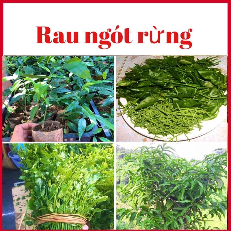 Cây rau ngót rừng ( rau sắng) cao 15-20 cm