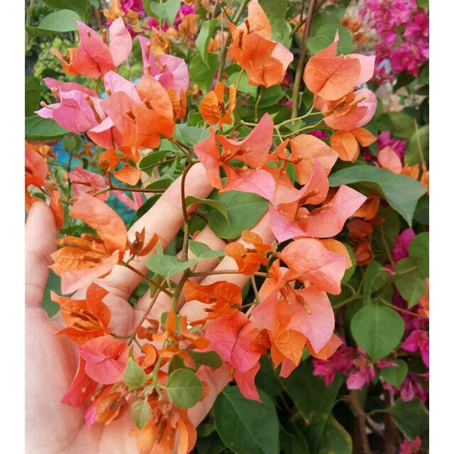 Hoa giấy màu cam - chậu cây đang hoa, size cây to
