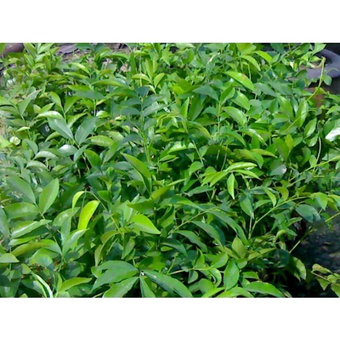 COMBO 2 Cây giống Mắc Mật như hình.