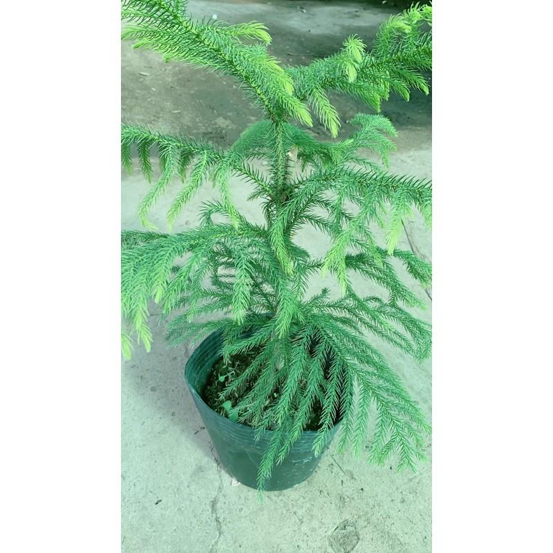 Tùng Bồng Lai Lá Kim Lớn