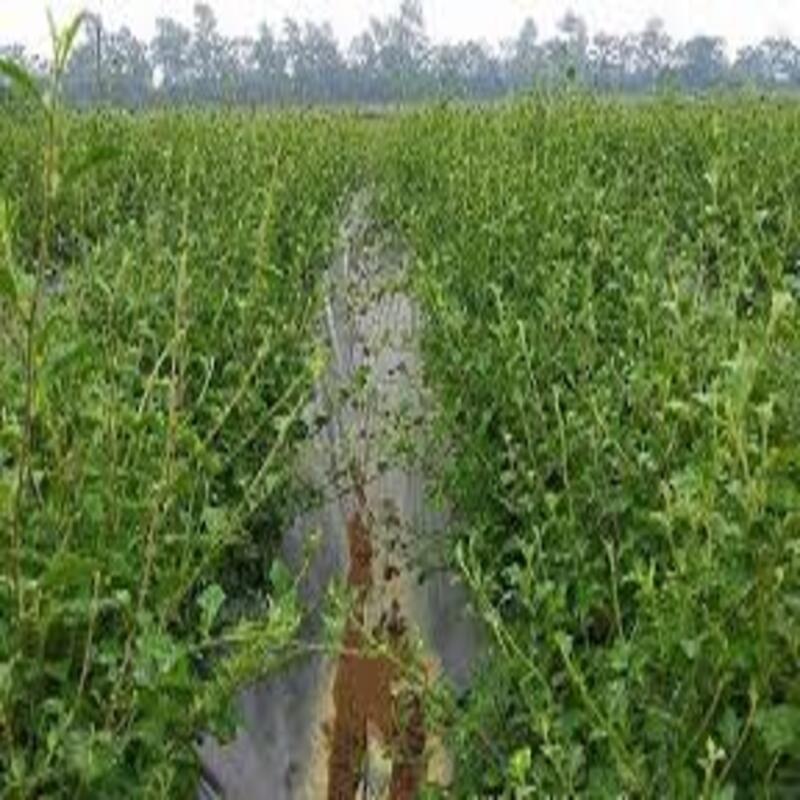 CÂY GIỐNG CÀ GAI LEO SIÊU TỐT