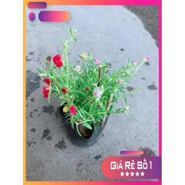 Hoa Mười Giờ Mỹ