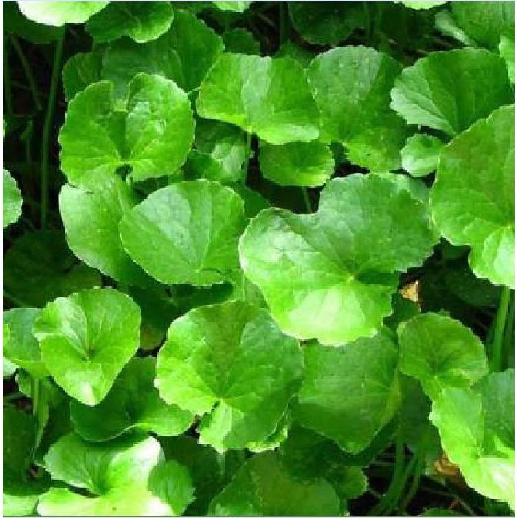 Hạt Giống Rau Má F1 - Tỷ Lệ Nảy Mầm Cao 2gr/gói