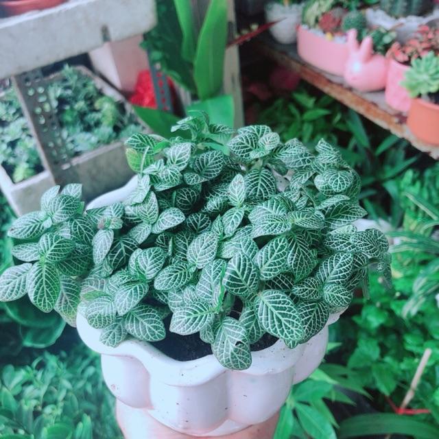 Chậu Cây Cẩm Nhung Xanh