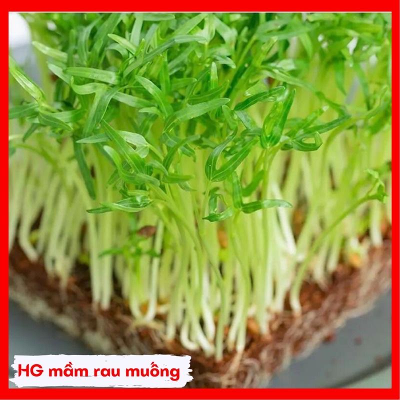 Hạt giống rau mầm các loại thu hoạch sau 7-10 ngày gieo.