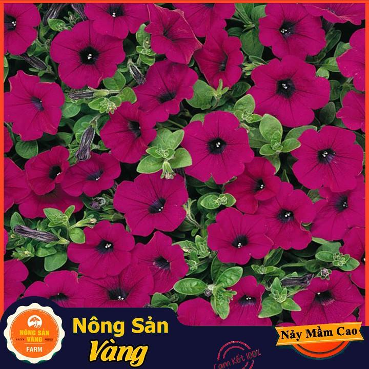 Hạt giống Hoa Dạ Yên Thảo Mix Màu