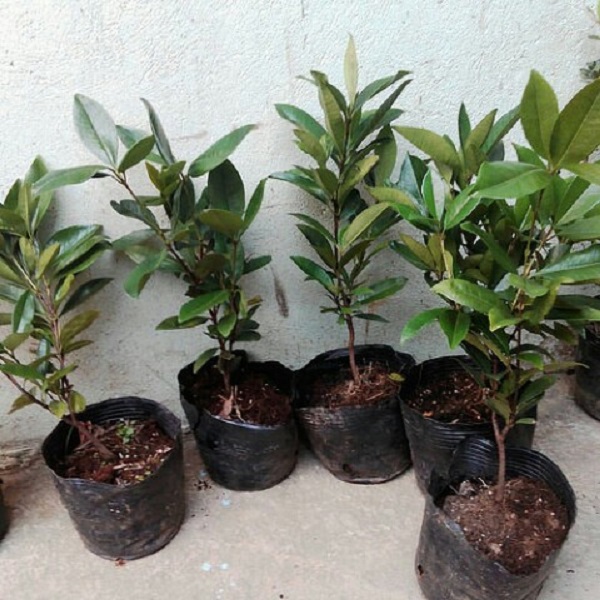 Cây Cherry Brazil (Cao 50cm đến70cm)