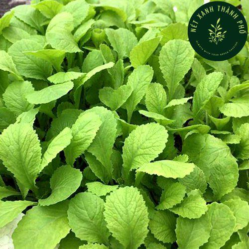 Hạt giống Cải Bẹ Xanh Mỡ Ăn Non, gói 20g, thu hoạch sau 7-10 ngày