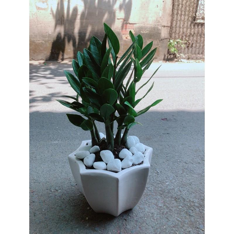 Chậu Cây Kim Tiền