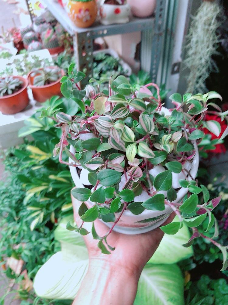 Chậu Cây Thằn Lằn Thái