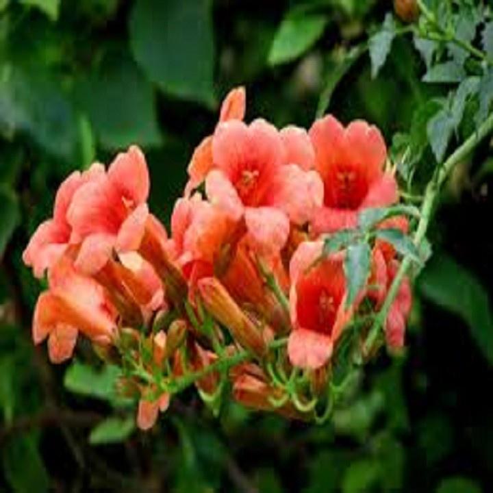 CHẬU HOA GIỐNG HOA LEO ĐĂNG TIÊU
