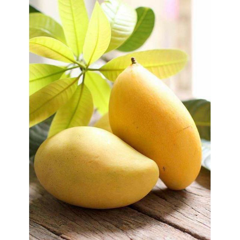 Cây giống xoài cát hòa lộc