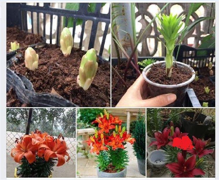 Combo 5 củ hoa ly ly : có các màu đỏ , vàng, cam. hồng , trắng
