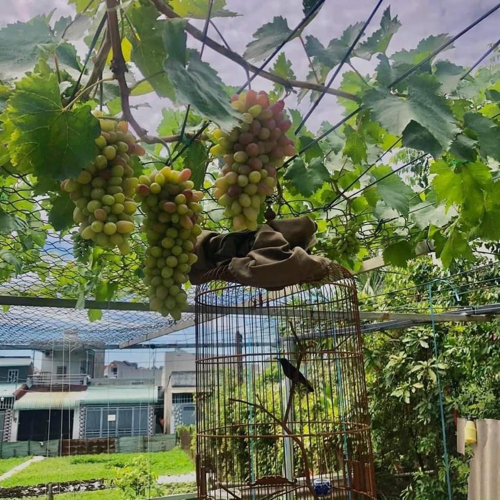 Cây Giống Nho Giống Ngón Tay.