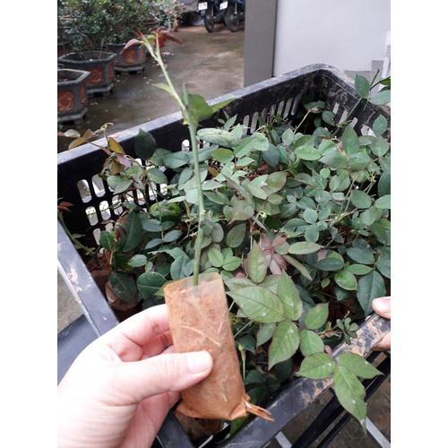 Combo 2 bầu Hồng Đào Cổ – Hồng cổ Việt Nam rất thơm và sai hoa