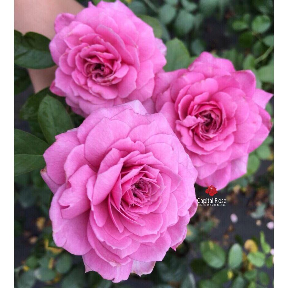 Hoa hồng ngoại Purple Tezza cực đẹp