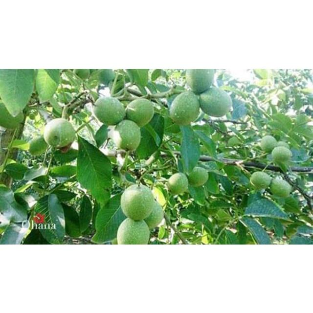 Cây Óc Chó Đang Quả