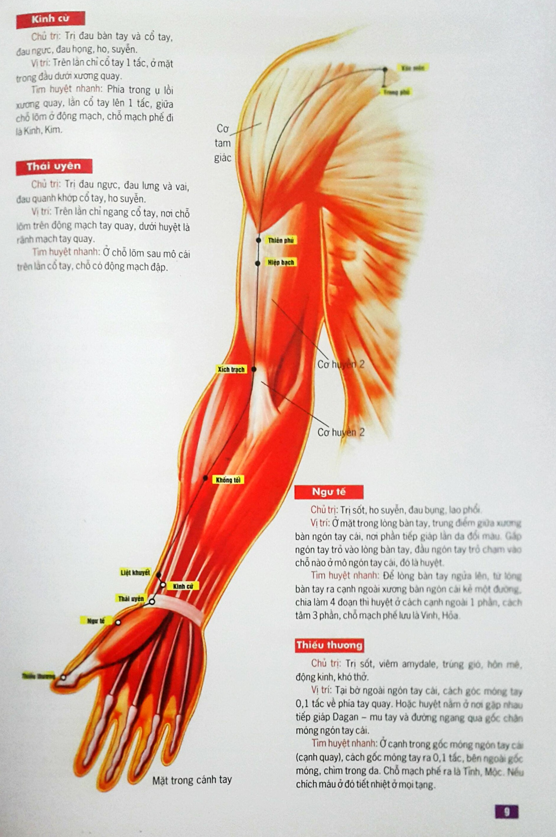 Huyệt Vị Kinh Lạc Cơ Thể Người