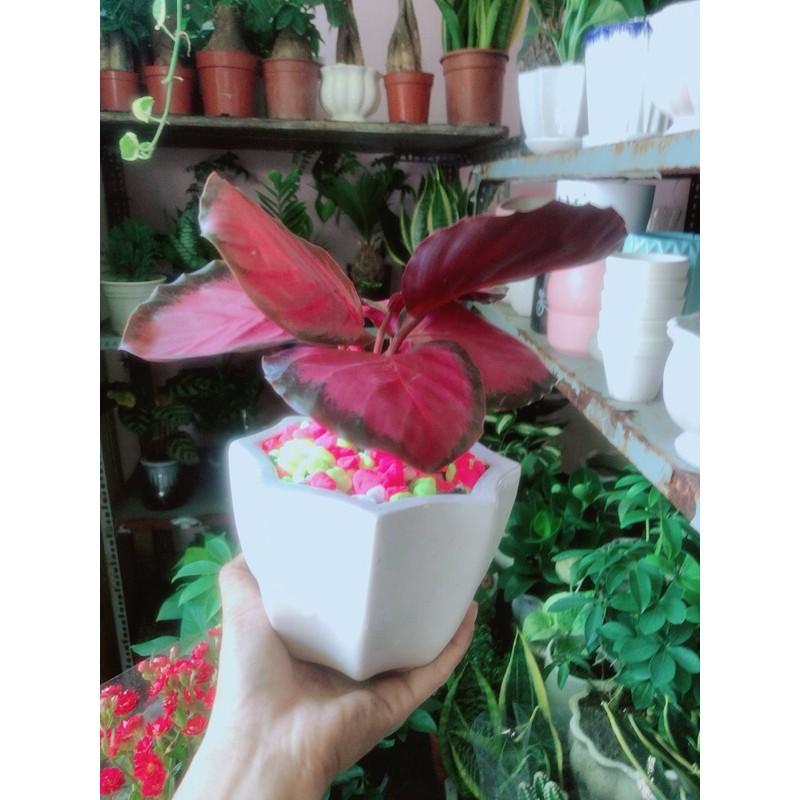 Chậu Đuôi Công Hồng