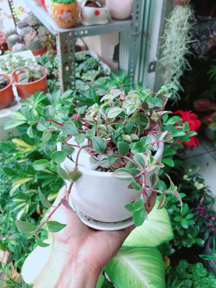 Chậu Cây Thằn Lằn Thái