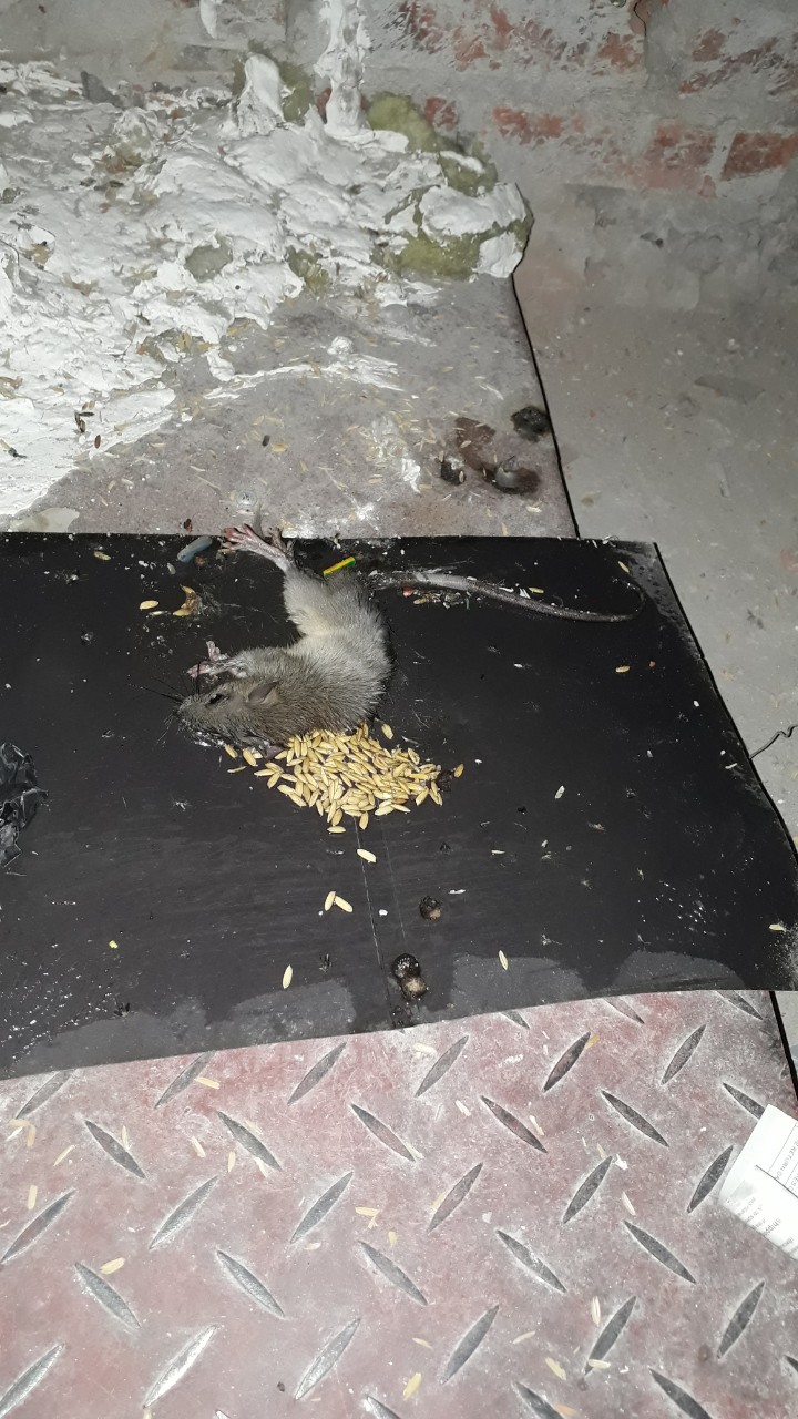 Miếng keo dính chuột siêu dính MỚI