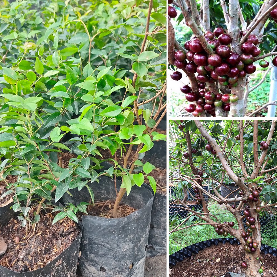 CÂY GIỐNG NHO THÂN GỖ TƯ QUÝ