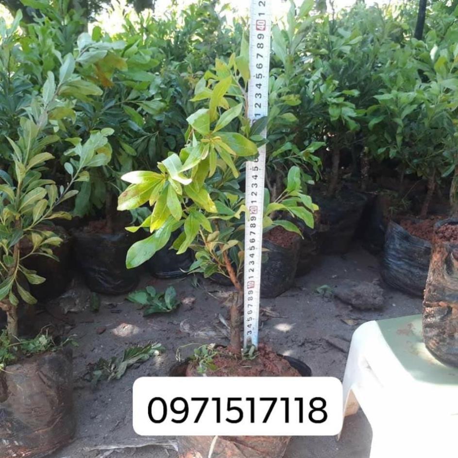Giống Cây Thanh Mai Ngọt Lịm, "Dâu rừng" Tây Bắc