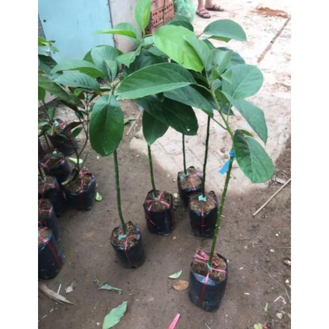 Cây Giống Bơ 034
