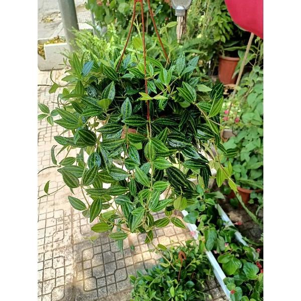 Cây Bình an giỏ treo 80k