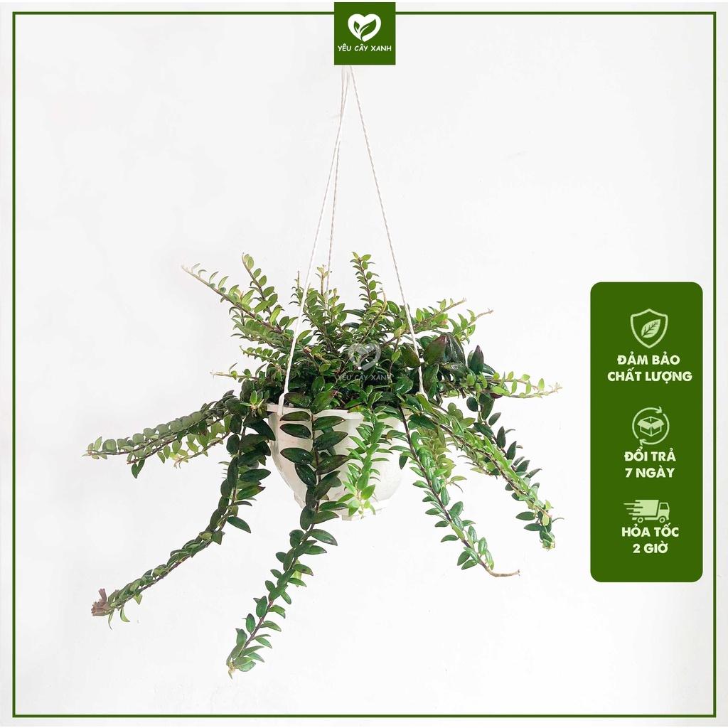 Cây Treo Lan Son Môi để ban công, sân vườn
