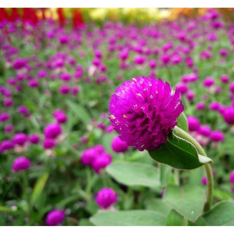 HẠT GIỐNG HOA BÁCH NHẬT MIX - CÂY RA NHIỀU HOA VÀ LÂU TÀN, TỶ LỆ NẢY MẦM CAO