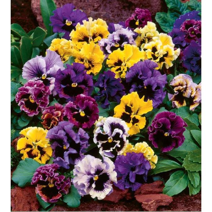 Hạt giống hoa cánh bướm pansy kép mix màu-gói 30 hạt