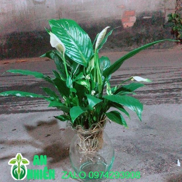 Chậu Cây Lan Ý Thuỷ Sinh