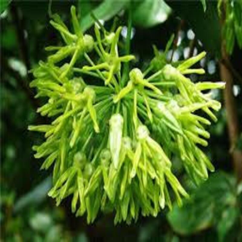 Chậu cây giống hoa thiên lý