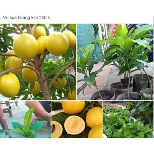 Cây Vú Sữa Hoàng Kim giống