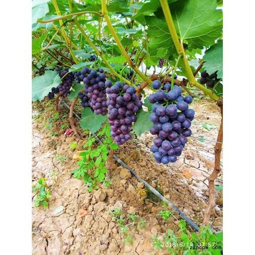 CÂY GIỐNG NHO HẠ ĐEN KHÔNG HẠT DK-01