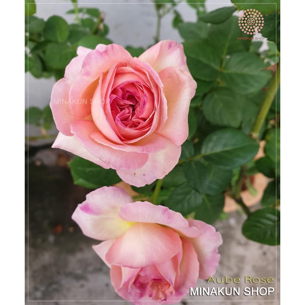 Hoa hồng ngoại Aube Rose siêu đẹp cực hot