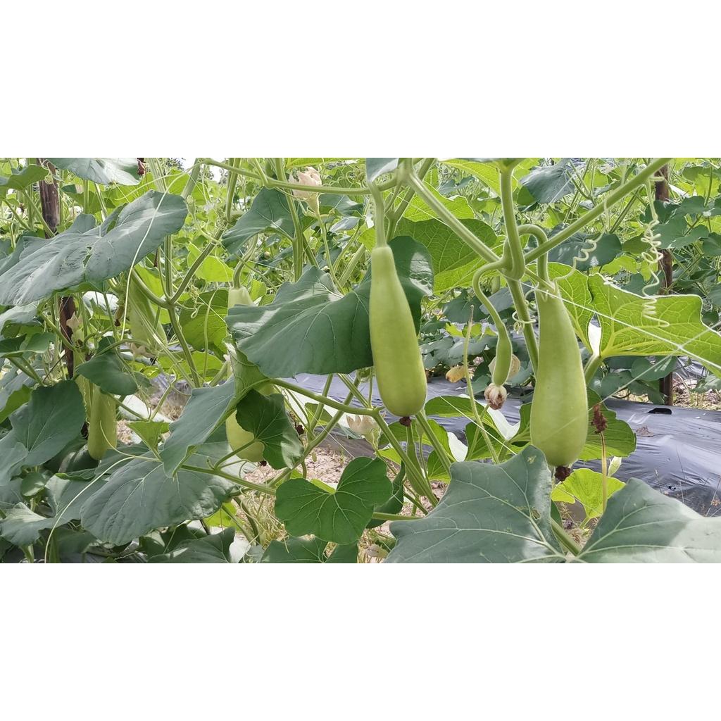 HẠT GIỐNG BẦU XỊ 646F1 -