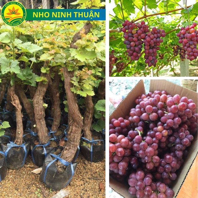 Cây giống nho Mỹ không hạt, cây giống thế hệ mới, sai trái, sớm cho quả, giống khỏe ít sâu bệnh, dễ chăm