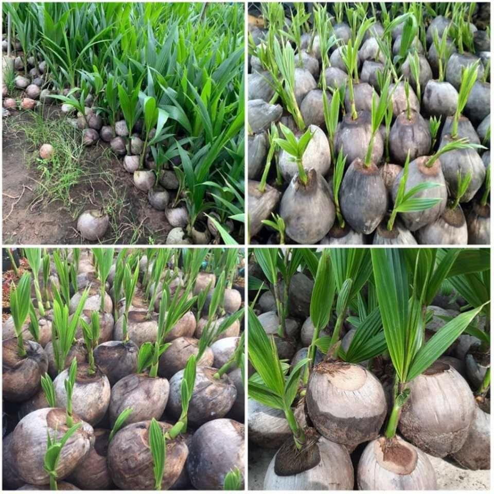 Cây Dừa xiêm lùn Thái Lan siêu trái.