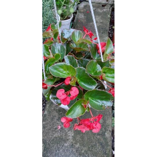 Hoa Hải Đường Nắng