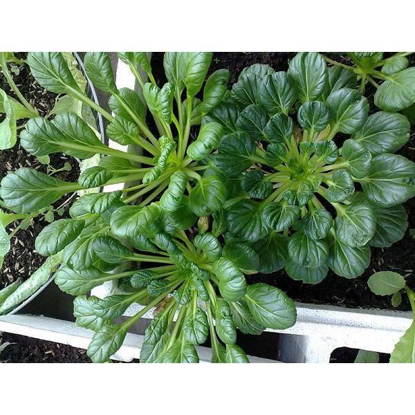 Hạt Giống Cải Hoa Hồng-Dinh Dưỡng Cao