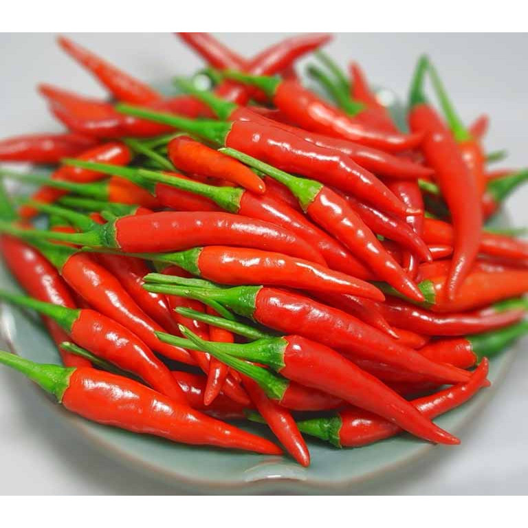 HẠT GIỐNG ỚT CHỈ THIÊN F1