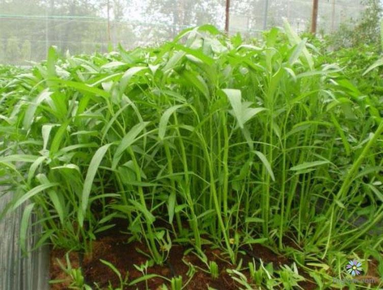 Hạt giống Rau Mầm Rau Muống Dễ Trồng Dễ Chăm Sóc, Công Dụng Thanh Nhiệt Rất Tốt Cho Sức Khỏe - Nông Sản Vàng